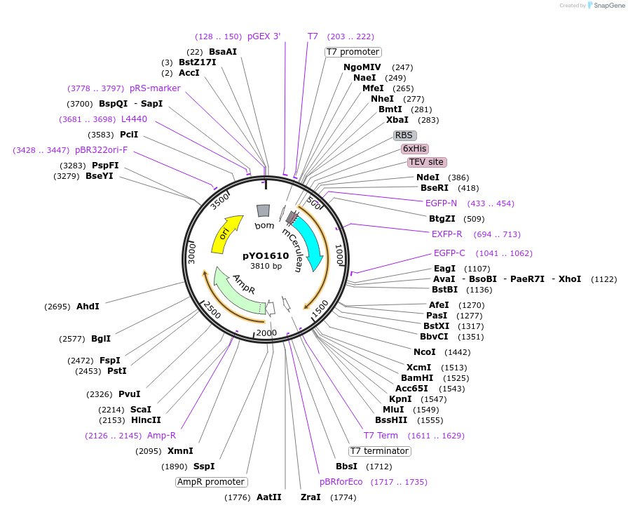 252675-plasmid-map-sequence-id-502596