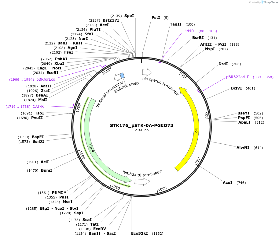 235433-plasmid-map-sequence-id-502600