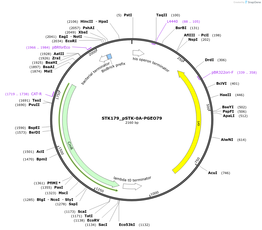 235436-plasmid-map-sequence-id-502603