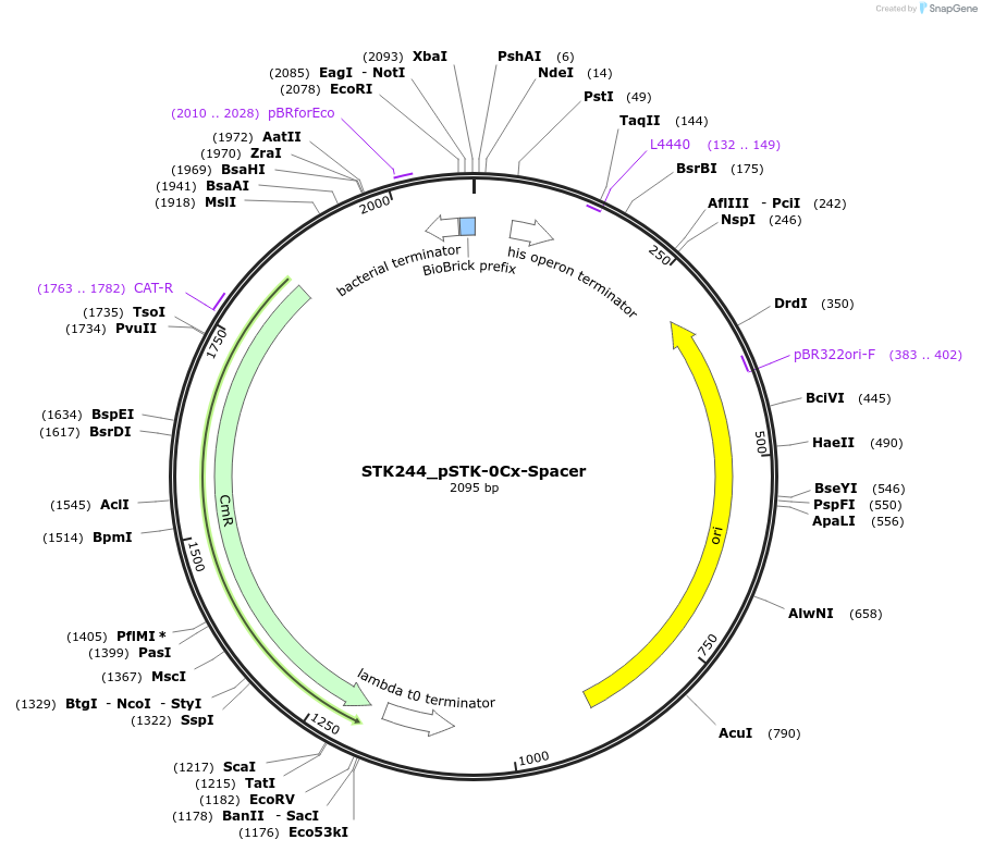 235419-plasmid-map-sequence-id-502604