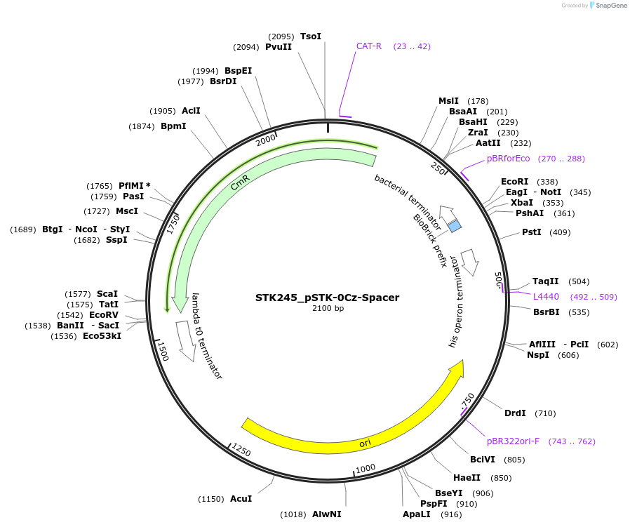 235420-plasmid-map-sequence-id-502605