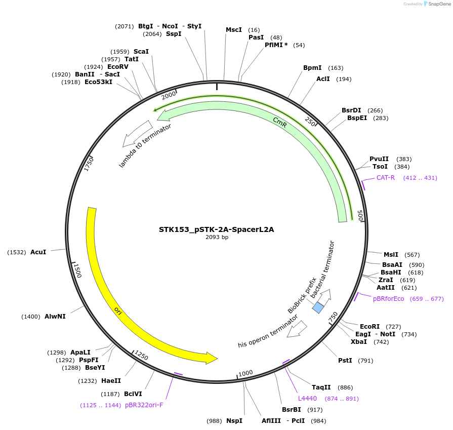 235421-plasmid-map-sequence-id-502606