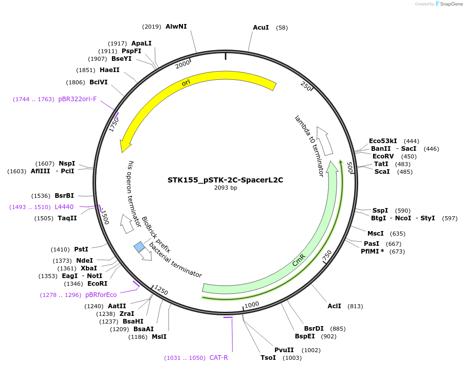 235423-plasmid-map-sequence-id-502608