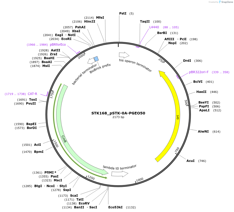 235425-plasmid-map-sequence-id-502609