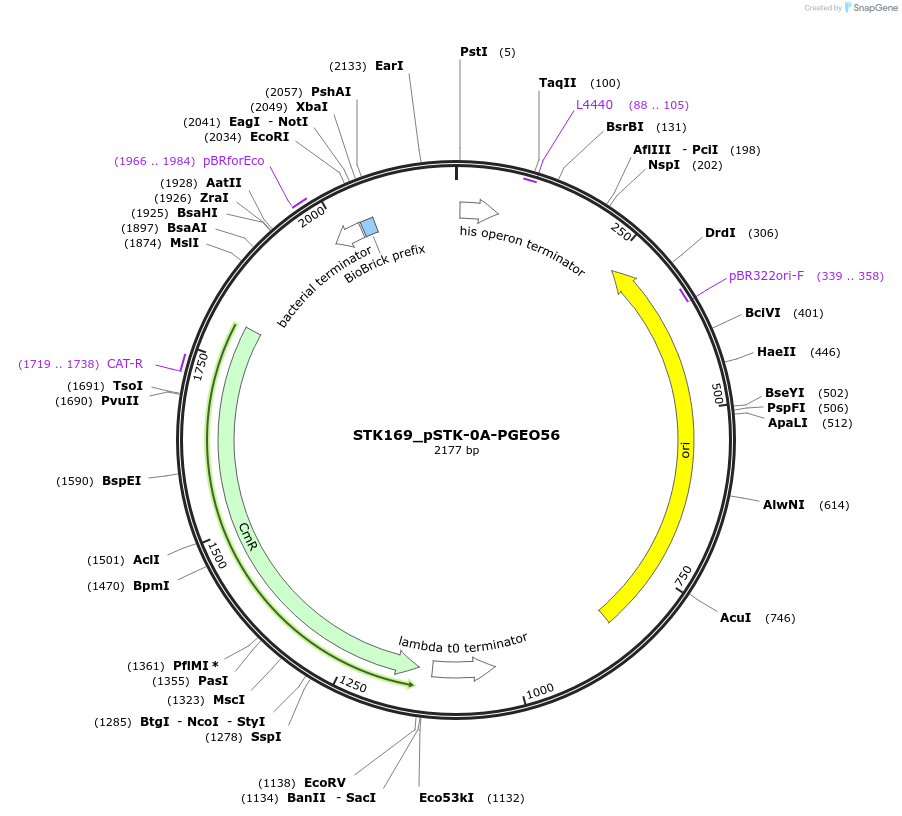 235426-plasmid-map-sequence-id-502610