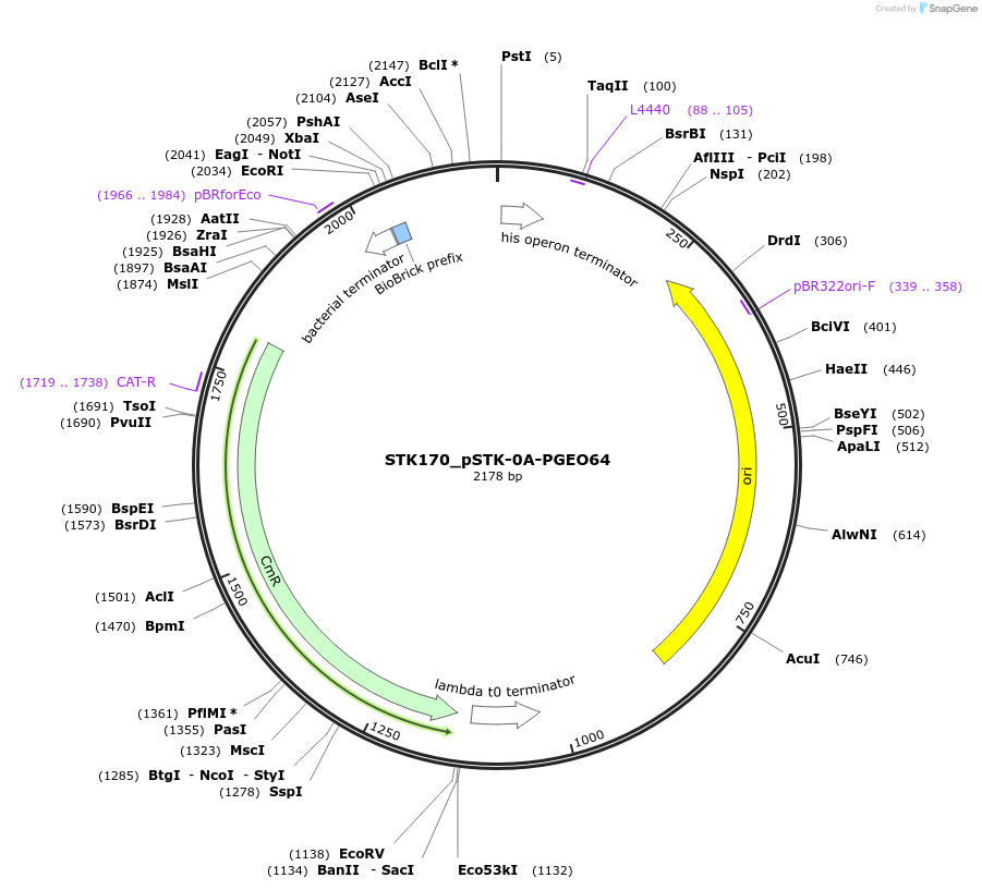 235427-plasmid-map-sequence-id-502611
