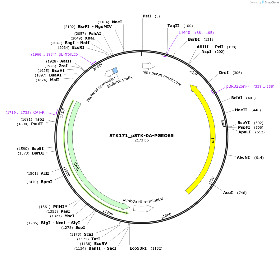 235428-plasmid-map-sequence-id-502612