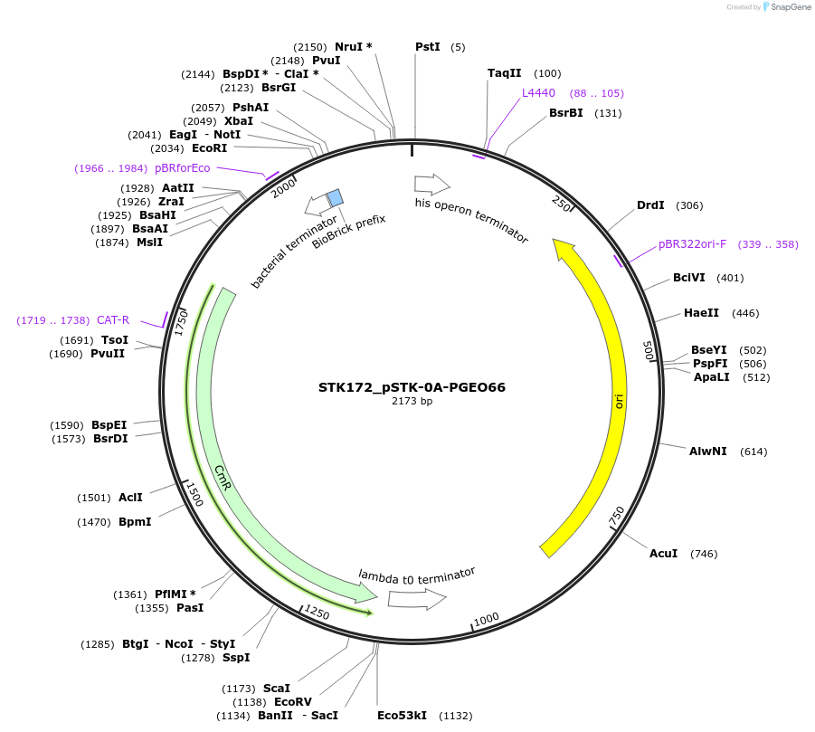 235429-plasmid-map-sequence-id-502613