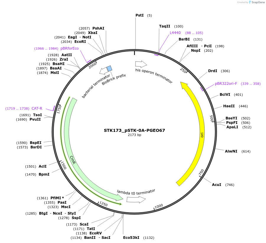 235430-plasmid-map-sequence-id-502614