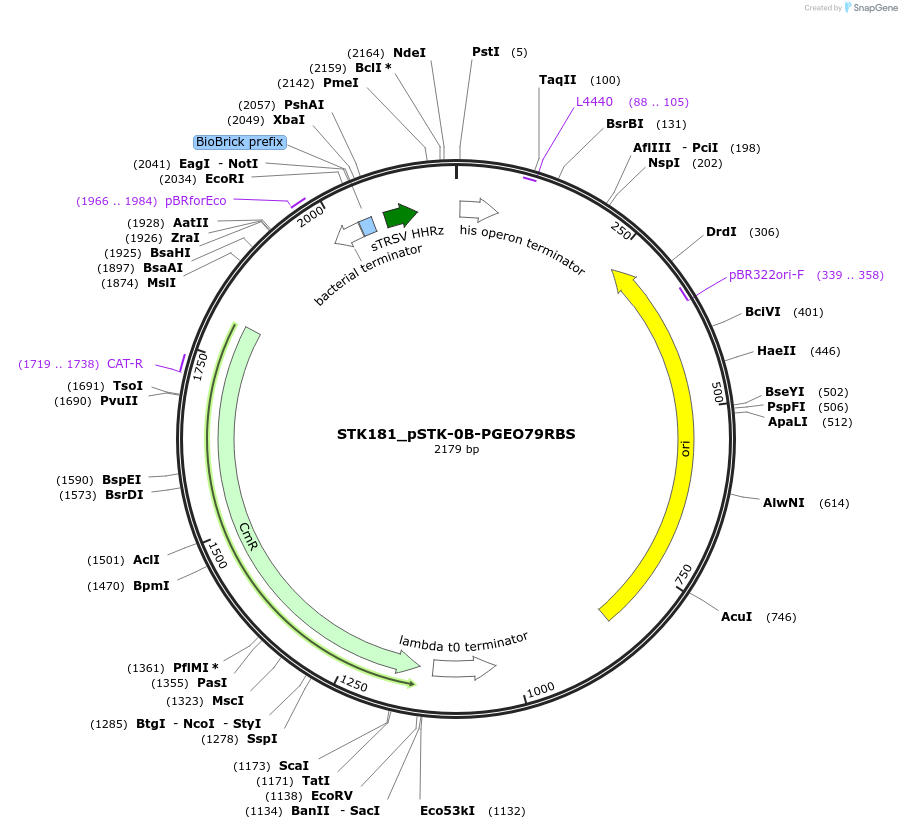 235438-plasmid-map-sequence-id-502615