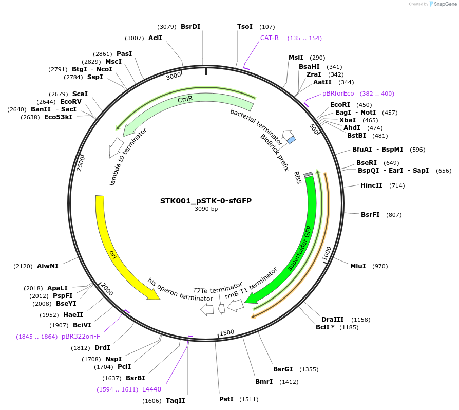 235353-plasmid-map-sequence-id-502618