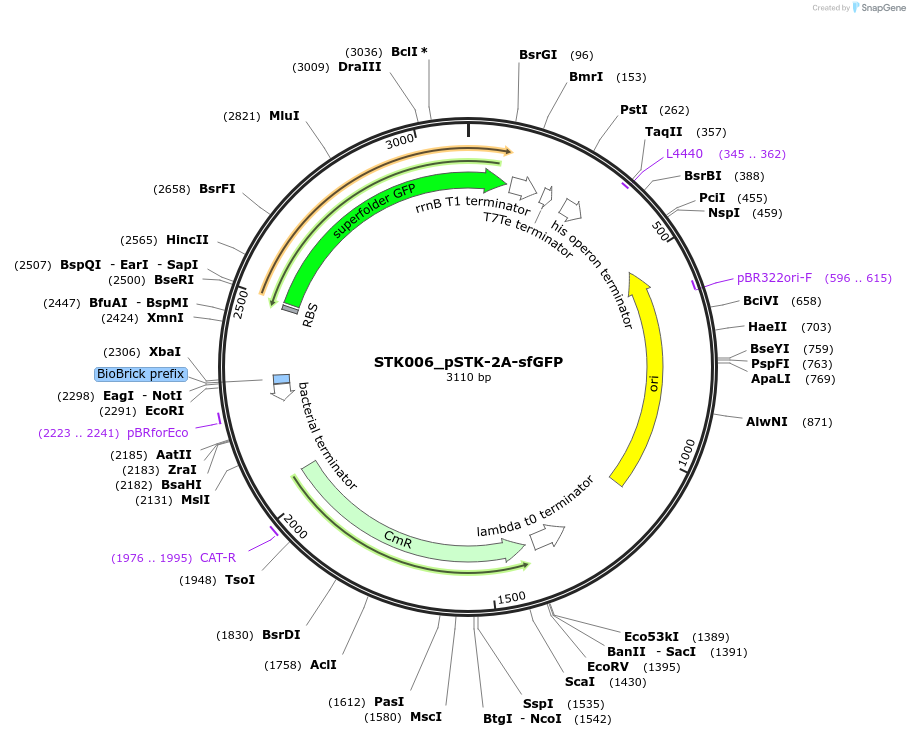 235354-plasmid-map-sequence-id-502619