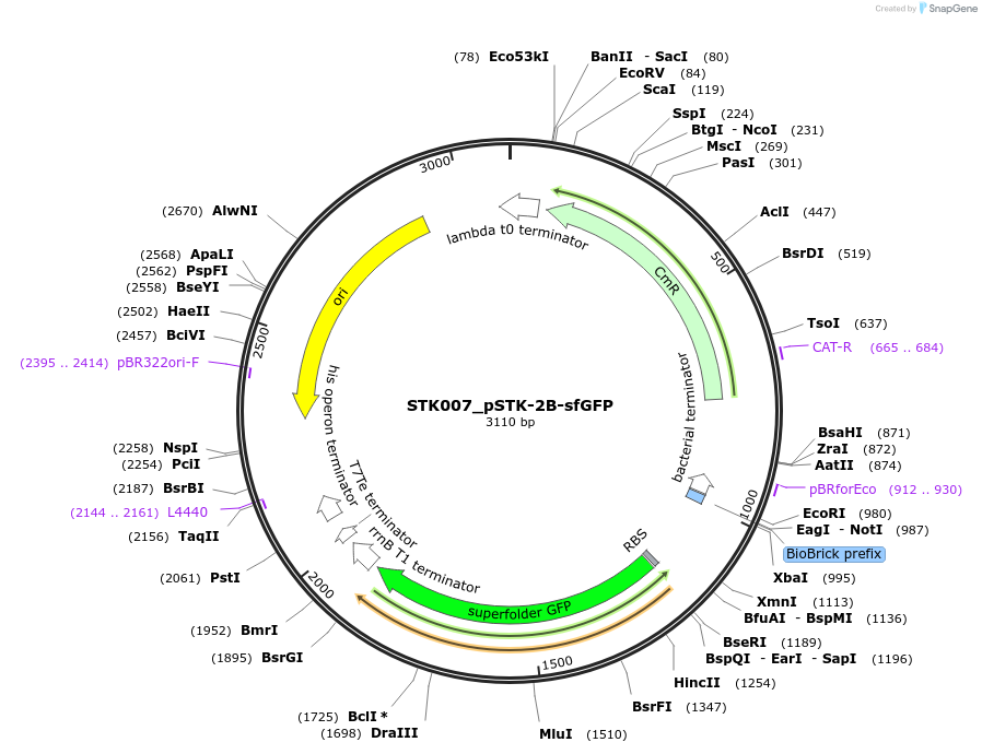 235355-plasmid-map-sequence-id-502620
