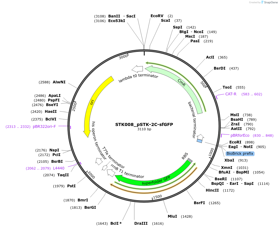 235356-plasmid-map-sequence-id-502621