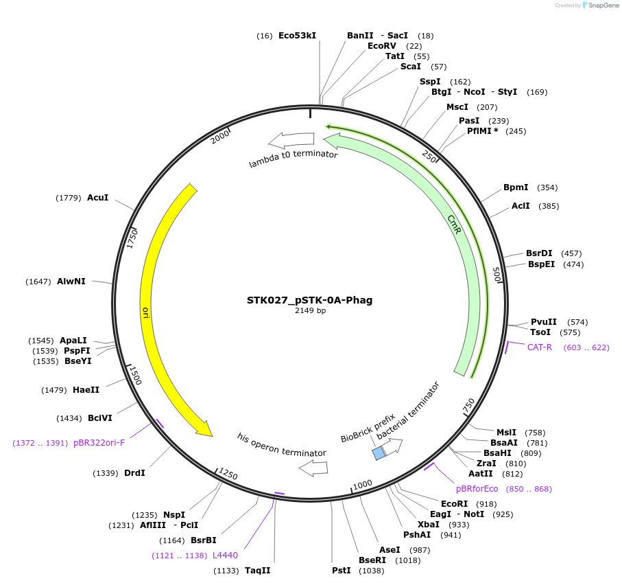 235365-plasmid-map-sequence-id-502625