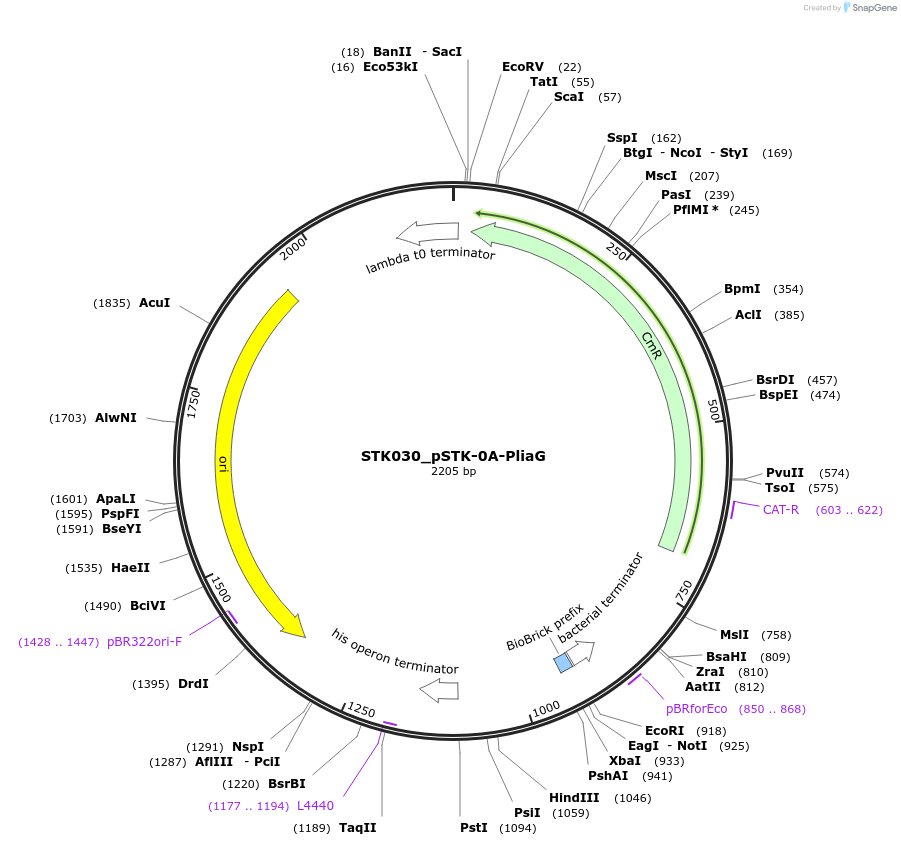 235368-plasmid-map-sequence-id-502628