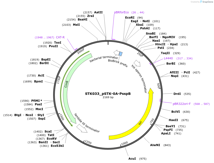 235370-plasmid-map-sequence-id-502629