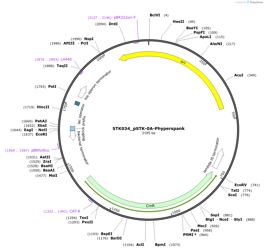 235371-plasmid-map-sequence-id-502630