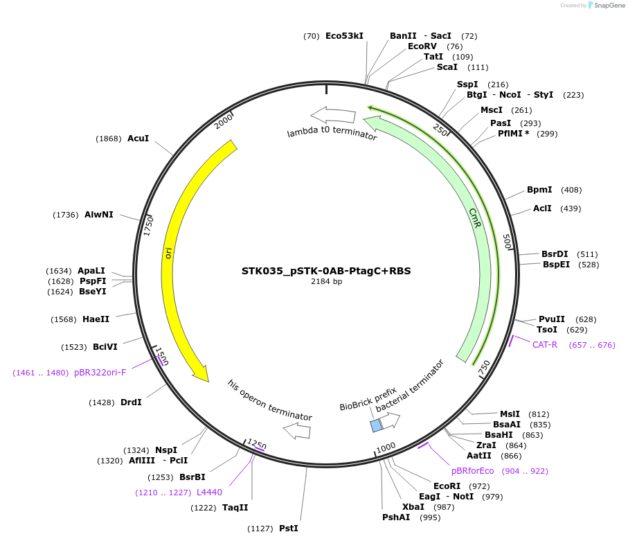 235374-plasmid-map-sequence-id-502632