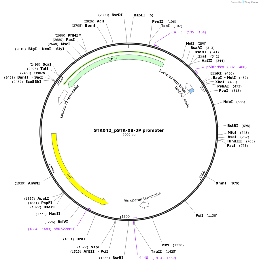235375-plasmid-map-sequence-id-502633