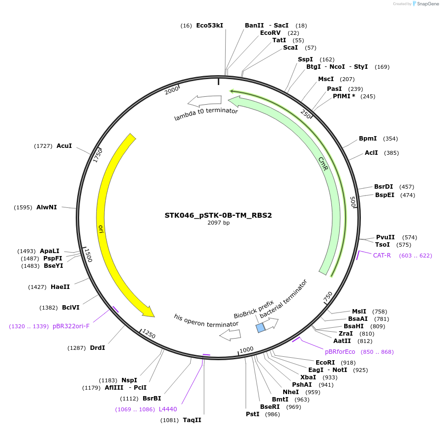 235380-plasmid-map-sequence-id-502638