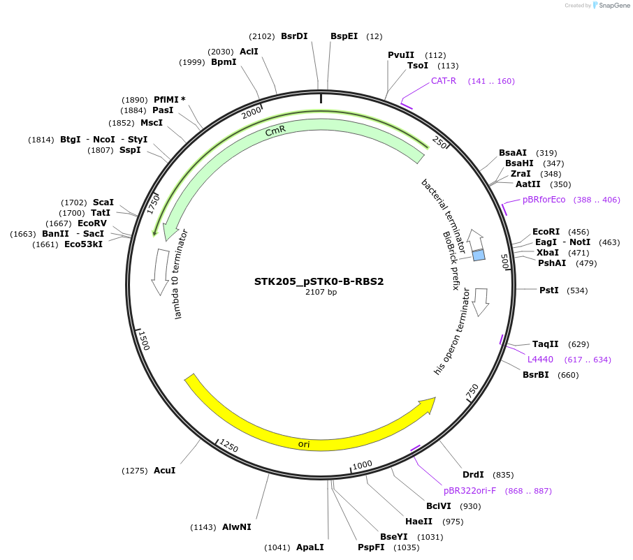 235384-plasmid-map-sequence-id-502642