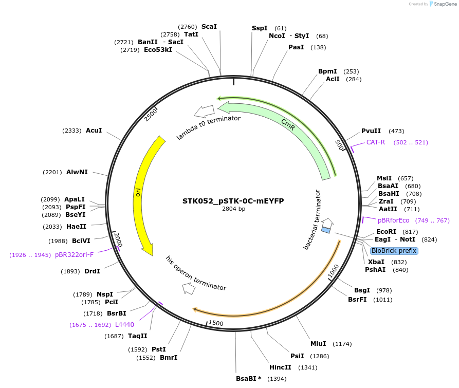 235387-plasmid-map-sequence-id-502645