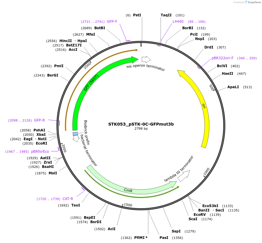 235388-plasmid-map-sequence-id-502646