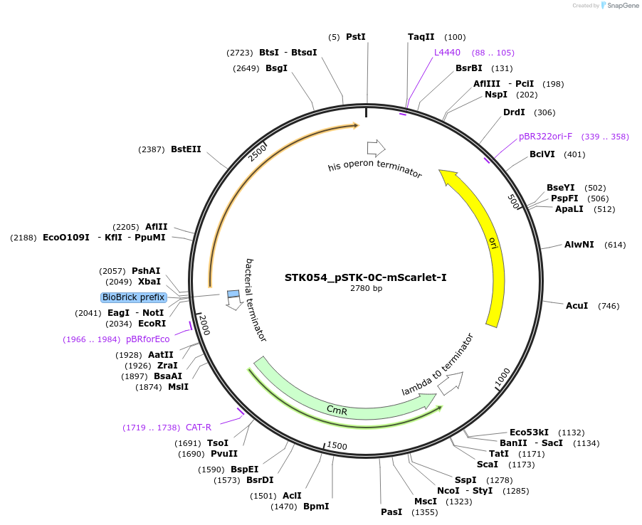 235389-plasmid-map-sequence-id-502647