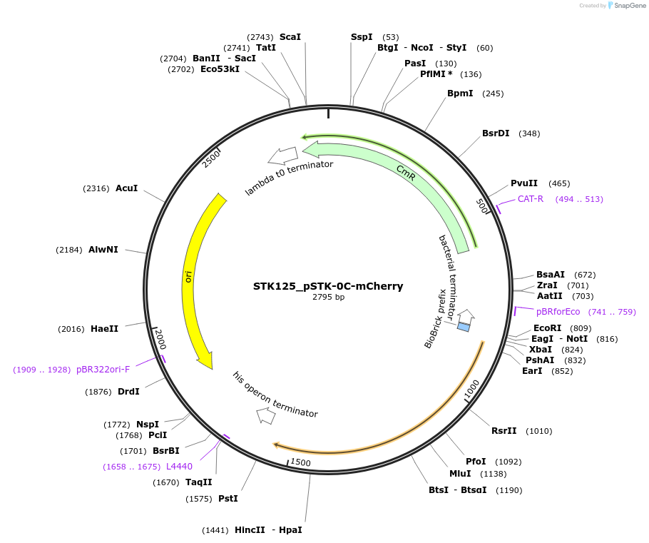 235391-plasmid-map-sequence-id-502649