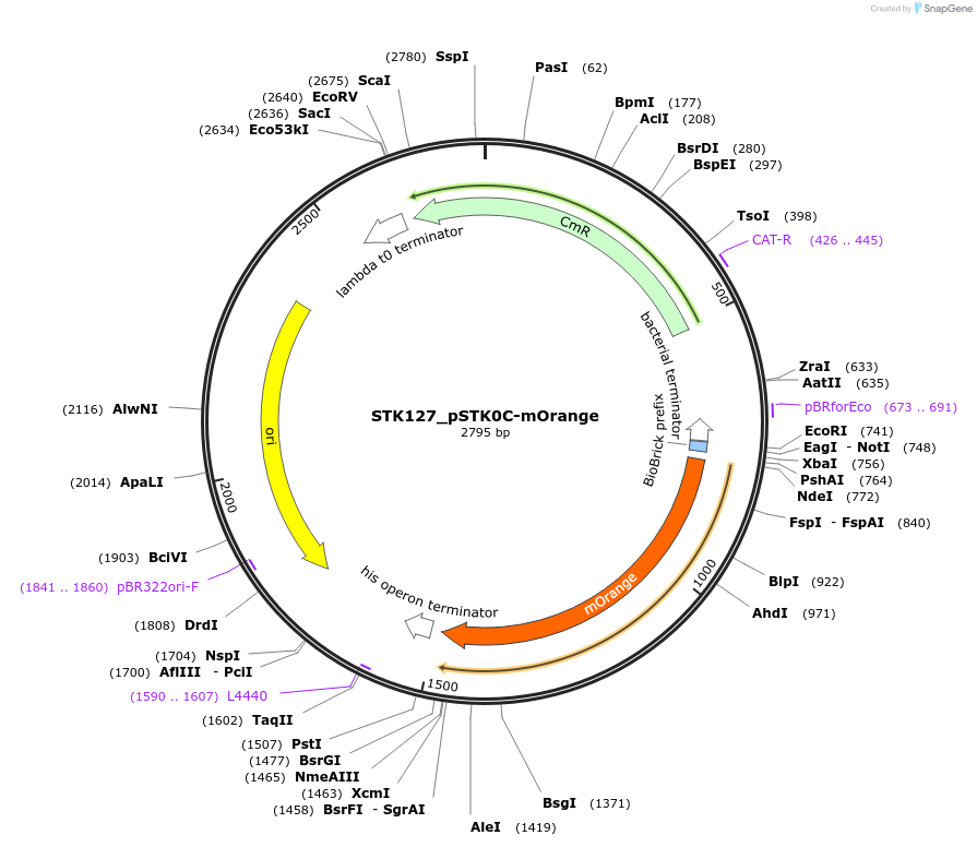 235392-plasmid-map-sequence-id-502650