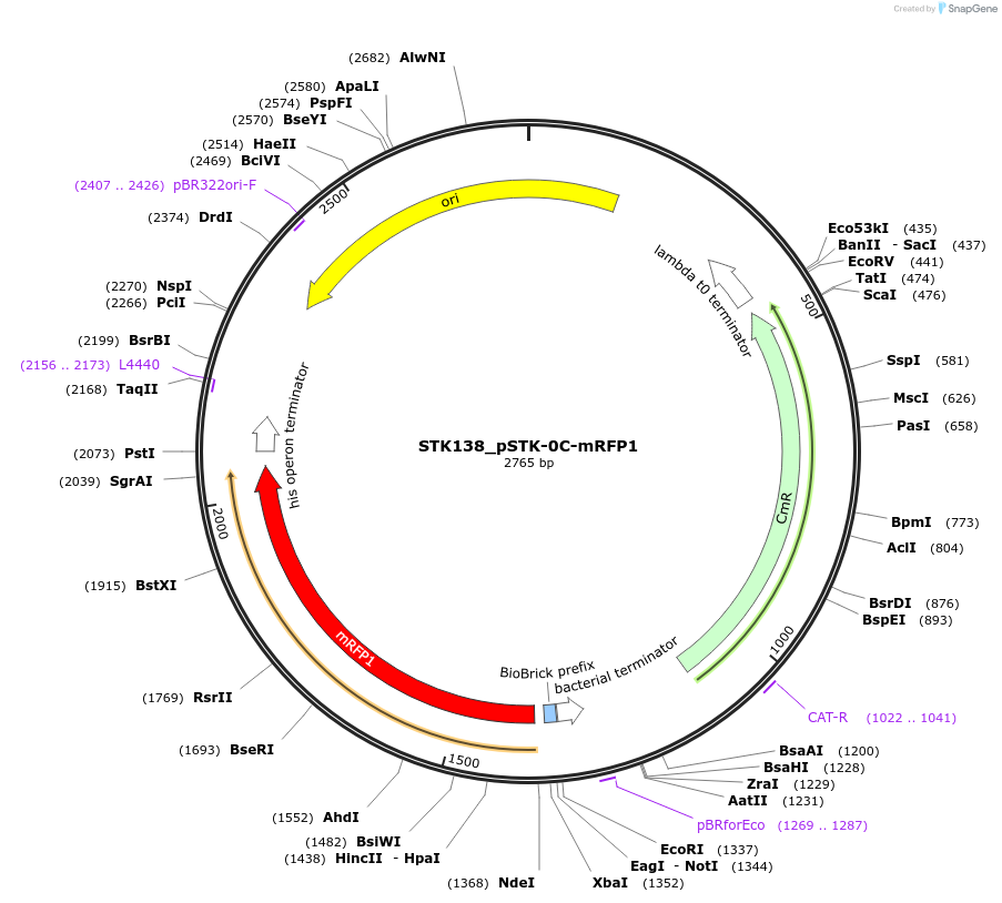 235393-plasmid-map-sequence-id-502651