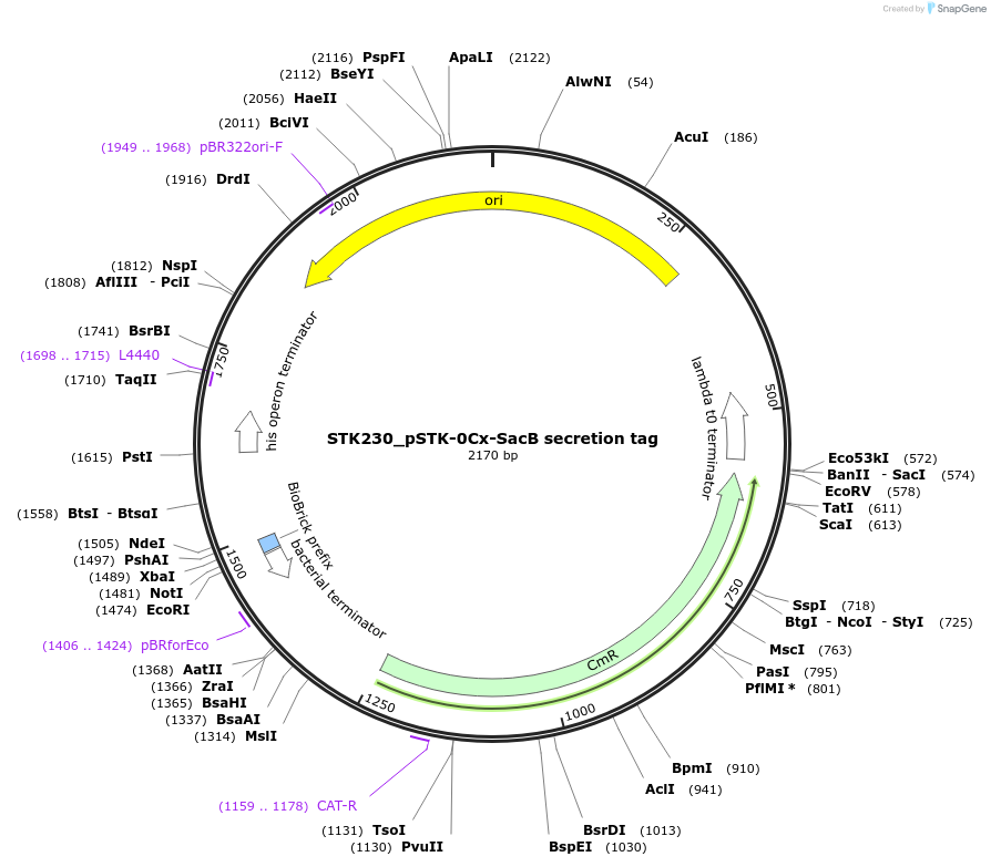 235395-plasmid-map-sequence-id-502653