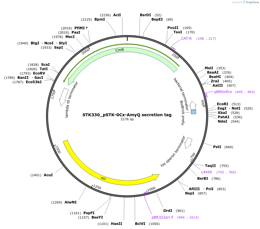235397-plasmid-map-sequence-id-502655
