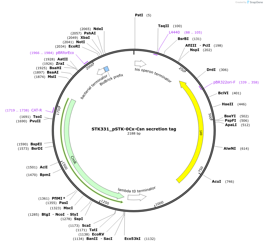 235398-plasmid-map-sequence-id-502656