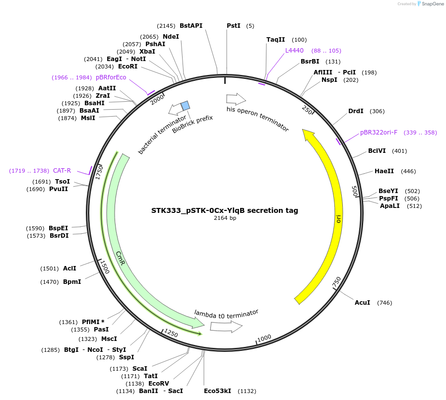 235400-plasmid-map-sequence-id-502657