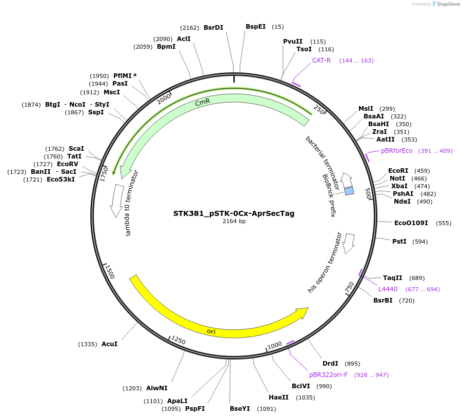235401-plasmid-map-sequence-id-502658