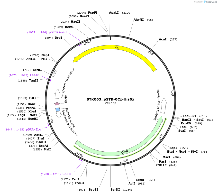 235404-plasmid-map-sequence-id-502660