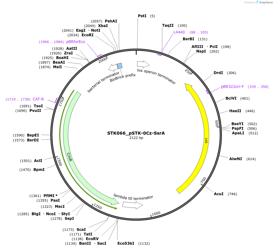 235407-plasmid-map-sequence-id-502663