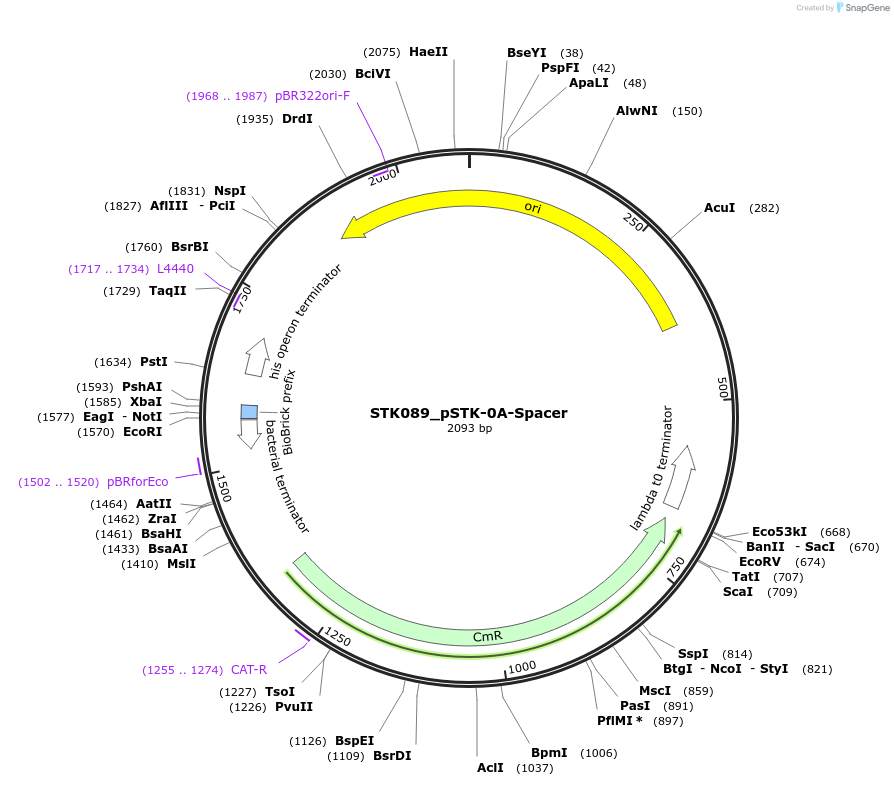 235415-plasmid-map-sequence-id-502669
