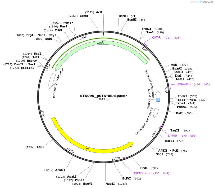235416-plasmid-map-sequence-id-502670