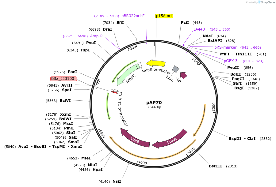 247103-plasmid-map-sequence-id-502685