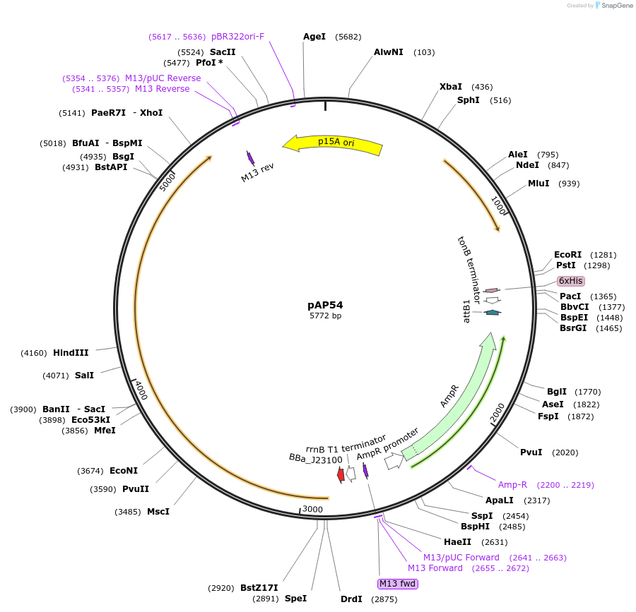 247099-plasmid-map-sequence-id-502686