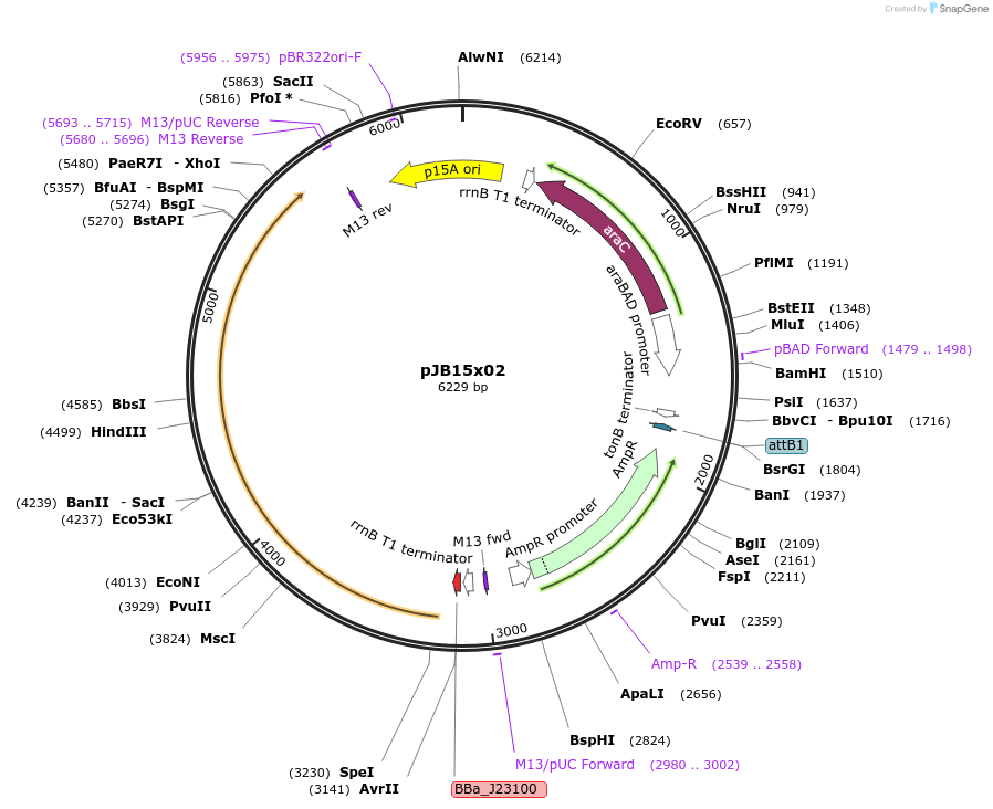247094-plasmid-map-sequence-id-502689