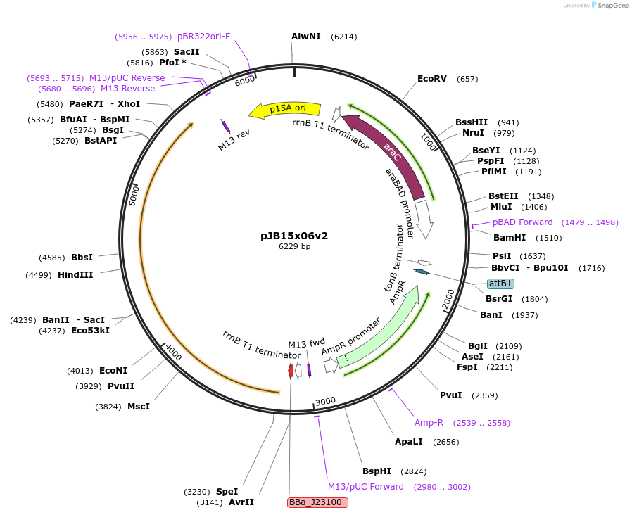247095-plasmid-map-sequence-id-502691