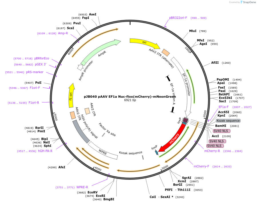 252772-plasmid-map-sequence-id-502693