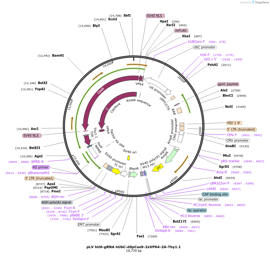 253230-plasmid-map-sequence-id-502695