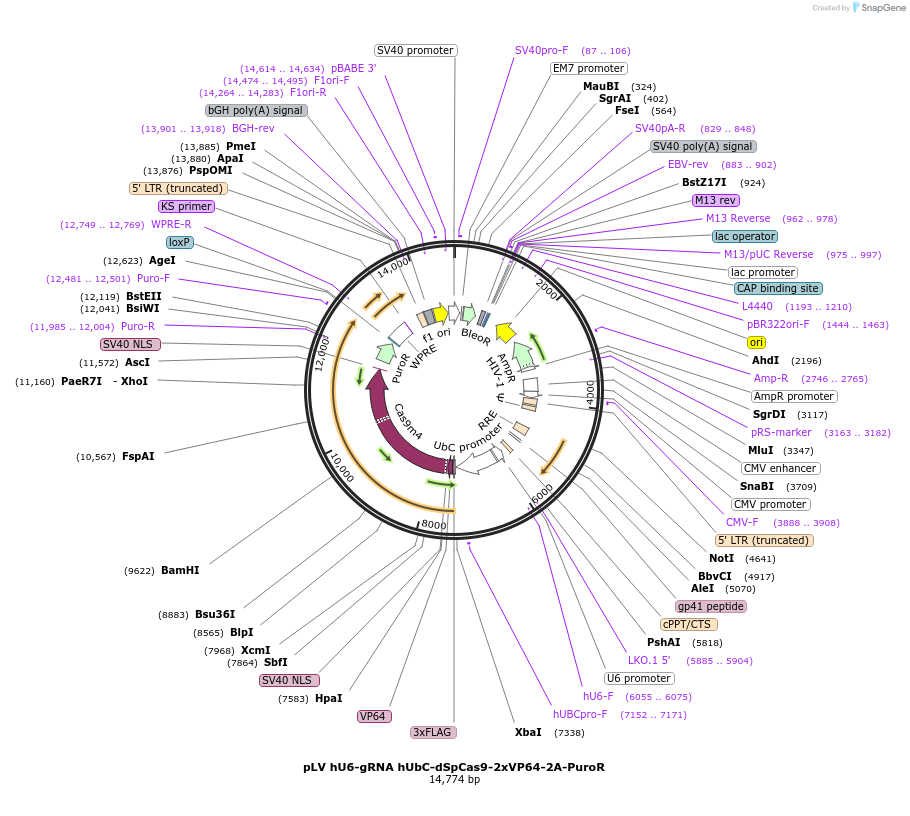 253229-plasmid-map-sequence-id-502696