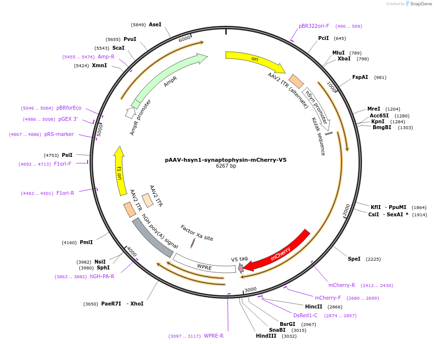 250167-plasmid-map-sequence-id-502701