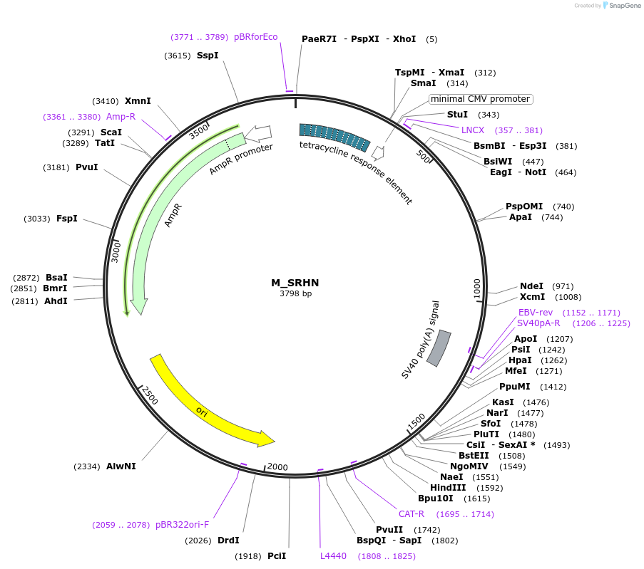 249740-plasmid-map-sequence-id-502713
